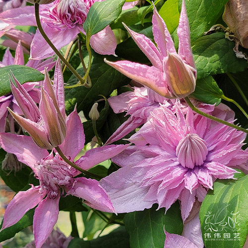 伟伟园艺 新品铁线莲多粉 重瓣如梦多花矮生晚花庭院阳台新品大促 - 图2
