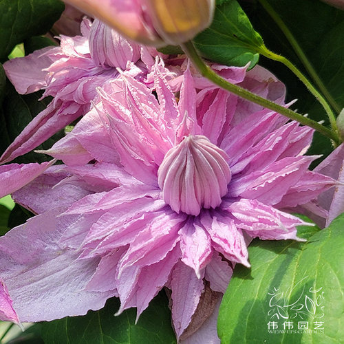 伟伟园艺 新品铁线莲多粉 重瓣如梦多花矮生晚花庭院阳台新品大促 - 图3