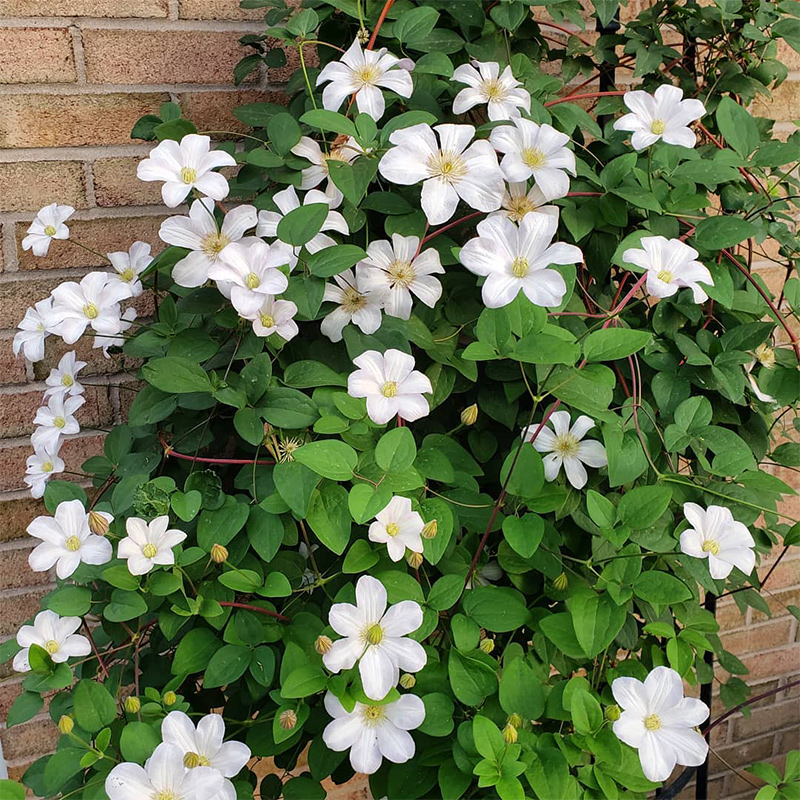 伟伟园艺 铁线莲赫尔丁三类白花晚花组 阳台庭院地栽 耐寒耐热 - 图1