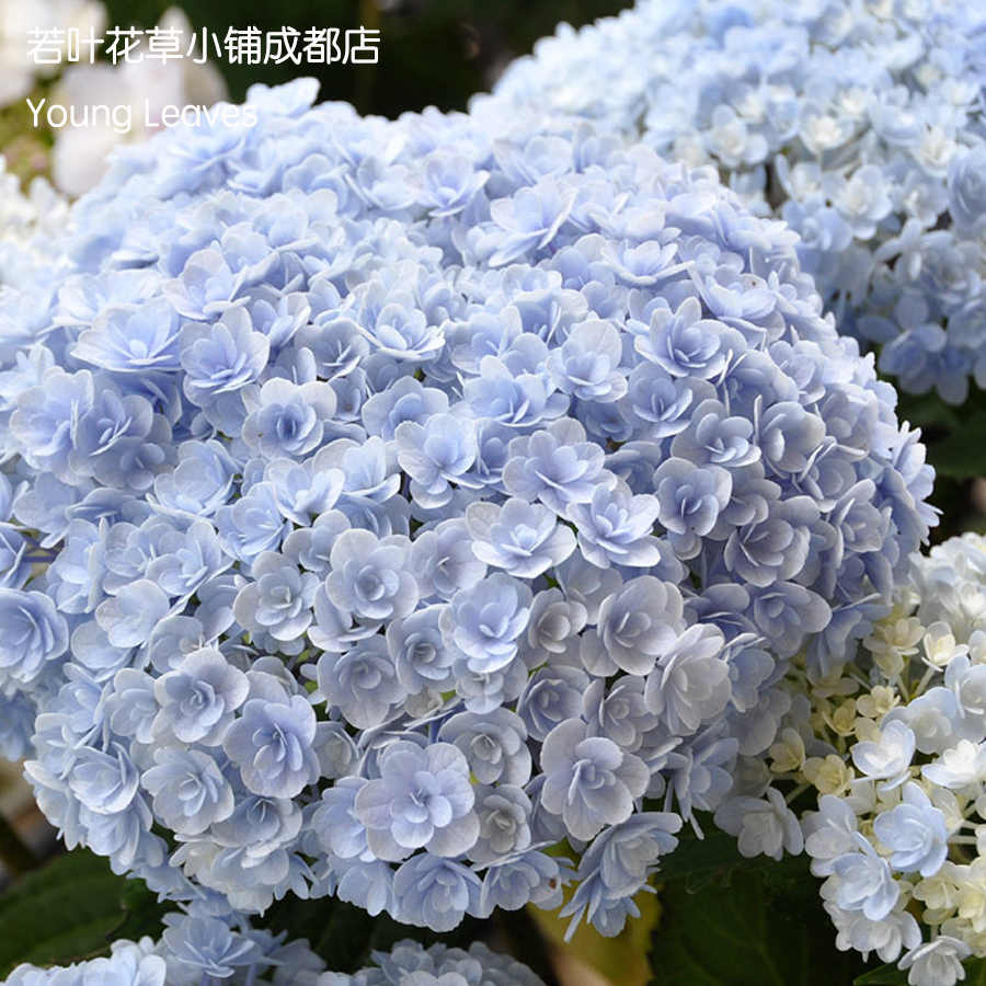紫阳花绣球花 新人首单立减十元 22年4月 淘宝海外