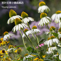 White flowers white pine nuts Echinacea White Swan Echinacea White Swan Potted heat resistant and cold-resistant Cebu roots