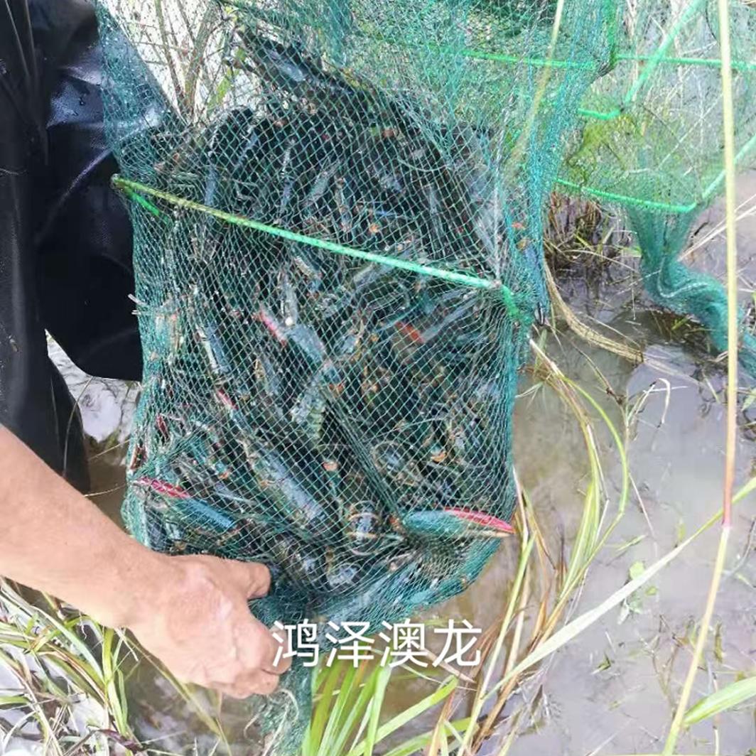 1斤装1-3两鲜活蓝龙虾养殖场直发澳洲淡水蓝龙澳龙小龙虾澳洲龙虾 - 图0