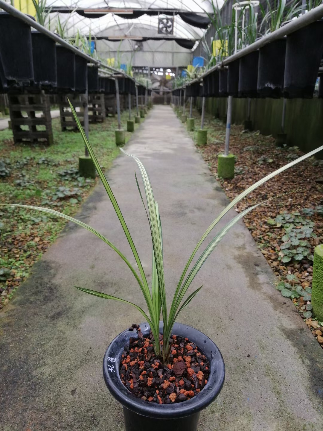 精品兰花春剑线艺～孔雀～浓香好养花卉盆栽包邮特价花期带花苞-图2