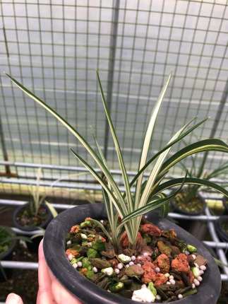当年开花兰花春剑艺草春剑瓷白中透室内绿植盆栽