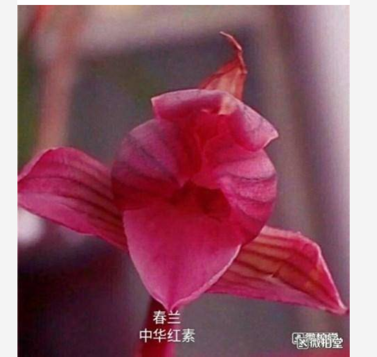 多品种兰花苗春兰浓香型花卉办公室内绿植易花易养皇冠能 B843463-图3