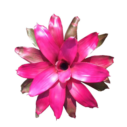 大型积水凤梨雨林植物红叶生态造景植物多款雨林缸绿植水陆景观花 - 图3