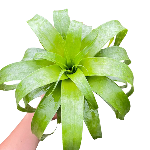 萨曼莎空气凤梨植物无土绿植绿叶耐阴卷叶花卉室内造景懒人盆栽 - 图3