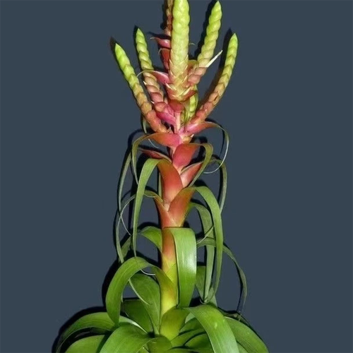 萨曼莎空气凤梨植物无土绿植绿叶耐阴卷叶花卉室内造景懒人盆栽 - 图2