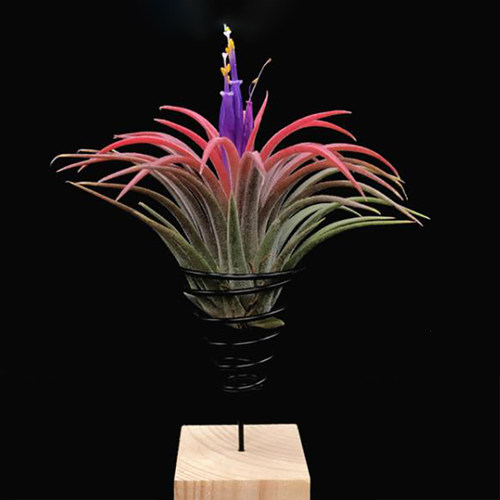 卷叶空气凤梨丘比特精灵空凤无土植物花卉紫花喷水就活好养绿植花 - 图1