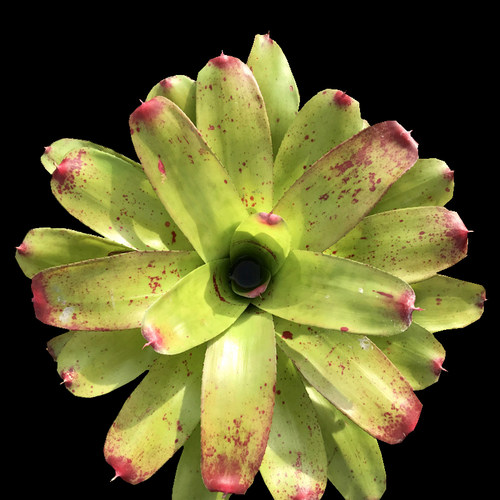 大型积水凤梨雨林植物红叶生态造景植物多款雨林缸绿植水陆景观花 - 图0