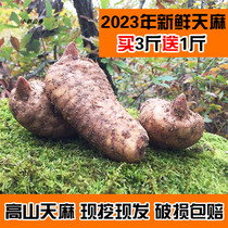 Fresh Gastrodin Alpine Forest Lower Gastrodin Imitation Wild Winter Hemp Non Yunnan Zhaotong Gastrodia Tuber buy three catties for a catwalk