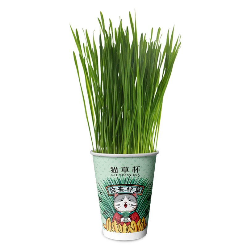 路斯貓草盆栽小麥種子無土水培化毛草貓草粒貓薄荷種好幼貓咪零食_luscious路斯旗艦店_寵物_寵物食品及用品
