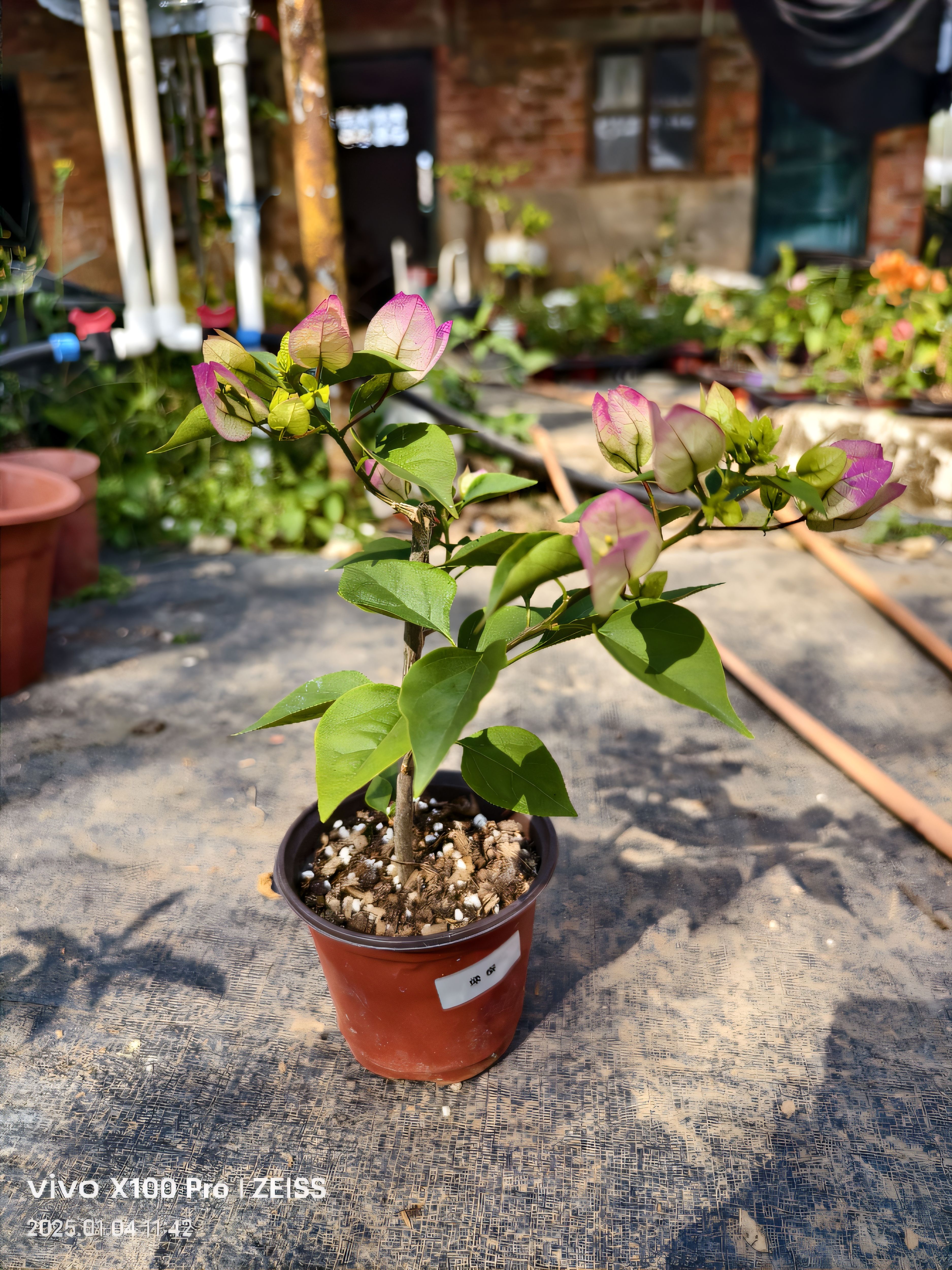 绿樱三角梅 三角梅绿樱盆栽带花四季三角梅开花小苗牙签苗原盆 - 图0