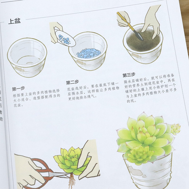 选4本39元 多肉植物活用轻图典 190种多肉植物图鉴多肉品种大全多肉种植教程大全养多肉书籍 春天印象图书专营店 淘优券