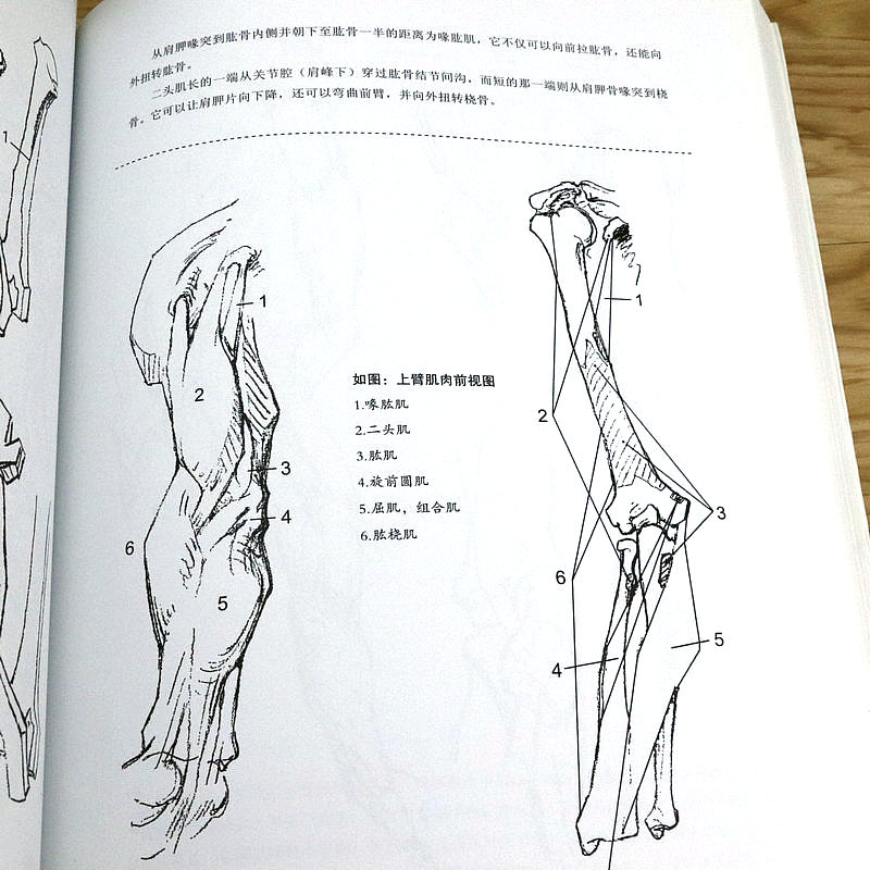 【包邮】跟伯里曼学画人体结构教学绘画头手骨骼肌肉力素描动态写生速写入门教程艺用解剖学笔记路米斯经典美术课应用手帖书籍-图3