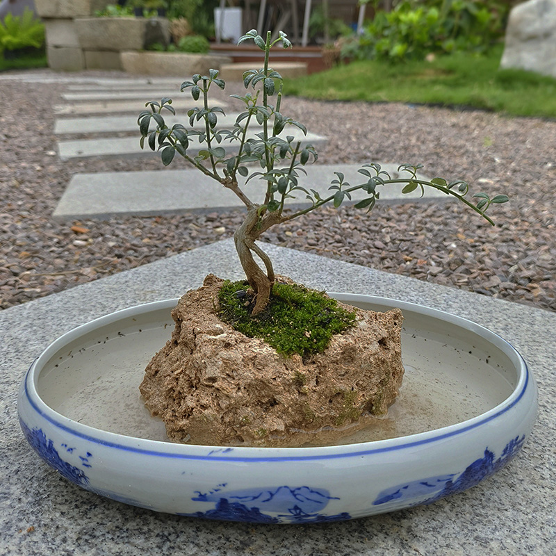 天然上水石原石吸水石槽盆景假山花盆造型植物 - 图2