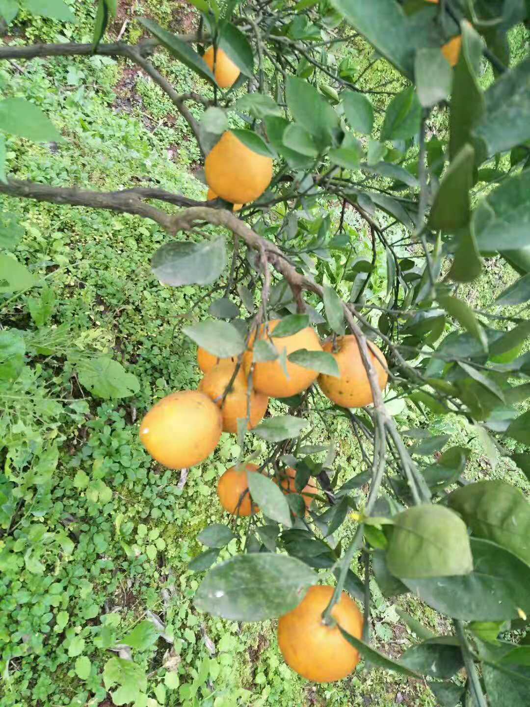 邻水滑滩脐橙橙子新鲜正宗邻水划滩脐橙御临脐橙邻水么滩脐橙10斤-图1