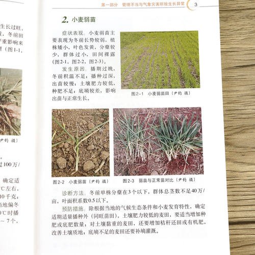 图说小麦生长异常及诊治农作物种植小麦苗种植病虫害防治书小麦玉米种植技术农业种植技术大全书-图1