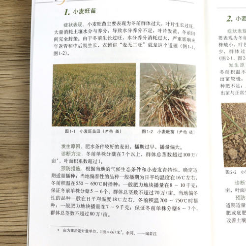 图说小麦生长异常及诊治农作物种植小麦苗种植病虫害防治书小麦玉米种植技术农业种植技术大全书-图0