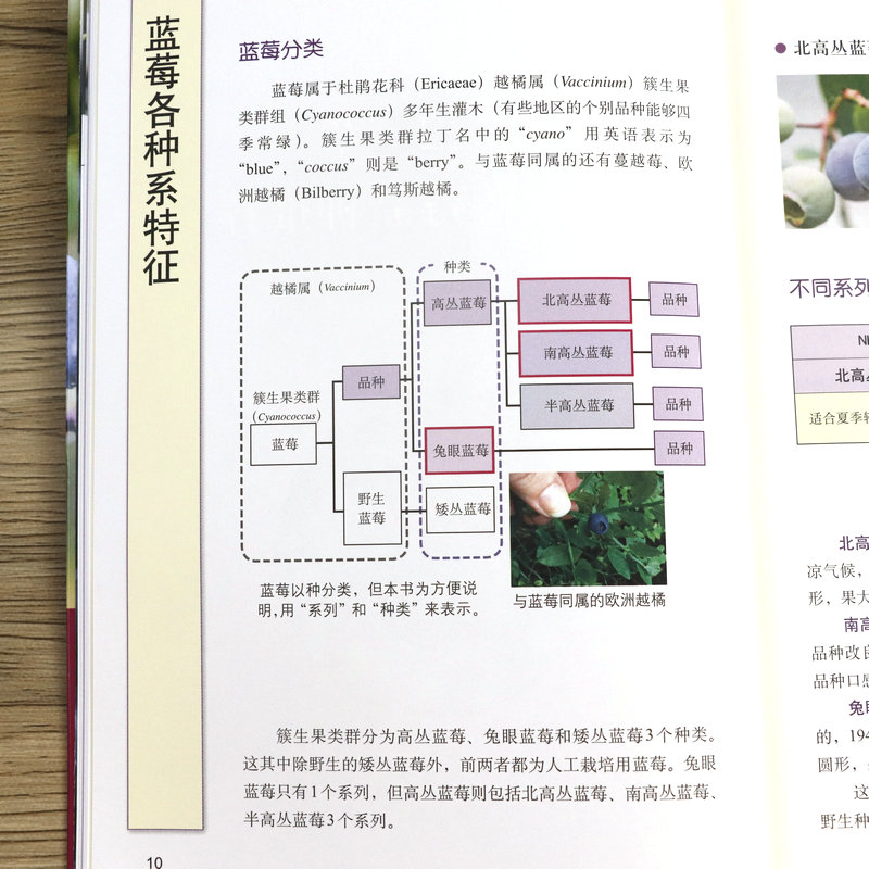 正版图说蓝莓整形修剪与12月栽培管理 蓝莓种植技术书籍科学高效高产量蓝莓栽培种植技术大全果树园艺种植蓝莓教程书籍 - 图1