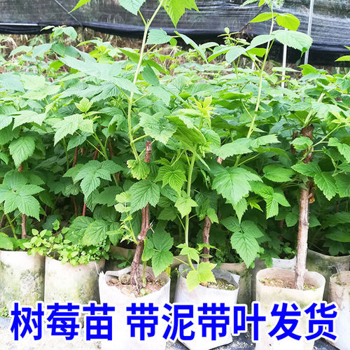 树莓苗当年结果红黄树莓苗南北方阳台庭院盆栽草莓覆盆子种植果树 - 图2
