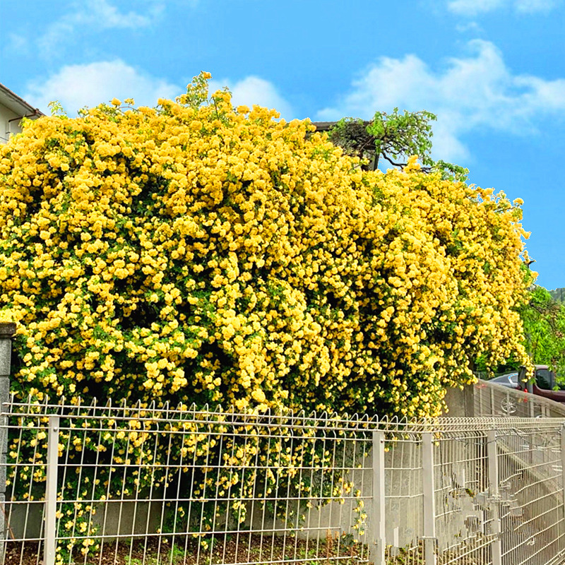 红木香花苗爬藤植物甜蜜黄白木香花树苗庭院四季开花大苗盆栽花卉 - 图2