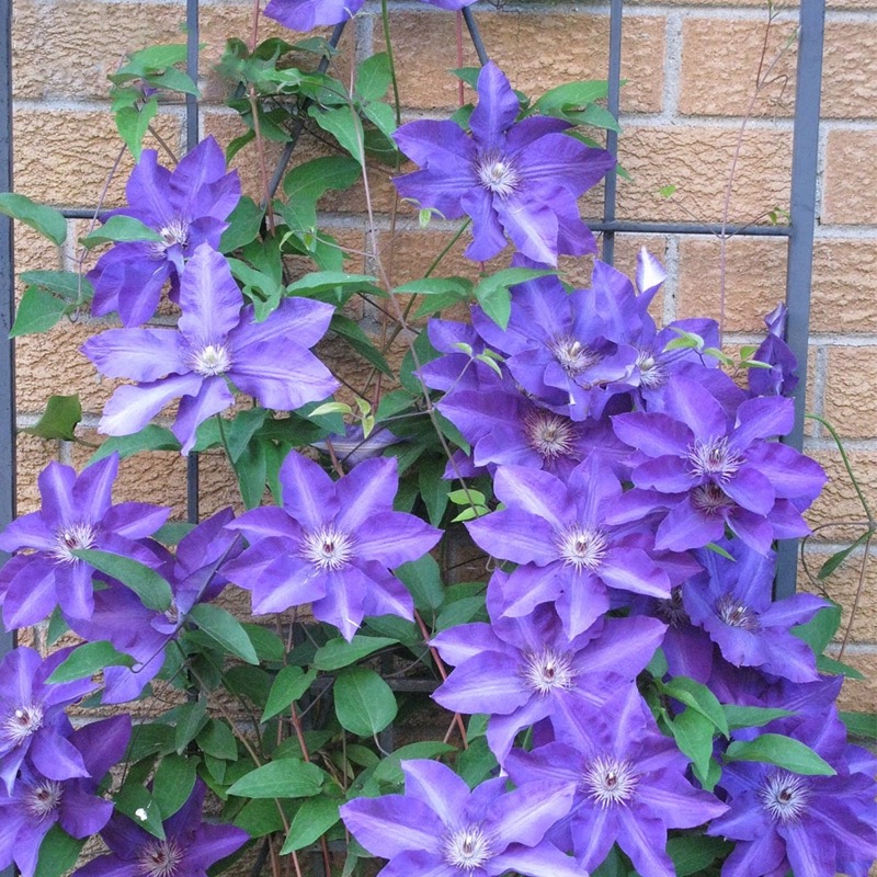 总统铁线莲花苗攀援阳台庭院花卉植物盆栽蓝紫色大花期长丰花藤本 - 图0