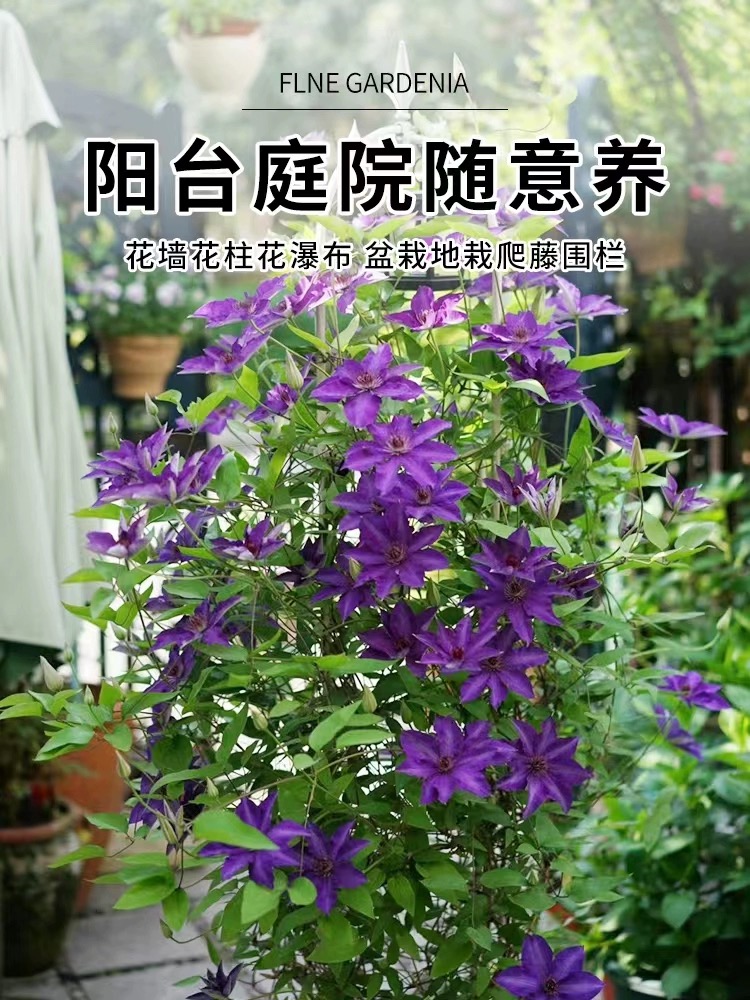 总统铁线莲花苗攀援阳台庭院花卉植物盆栽蓝紫色大花期长丰花藤本 - 图1