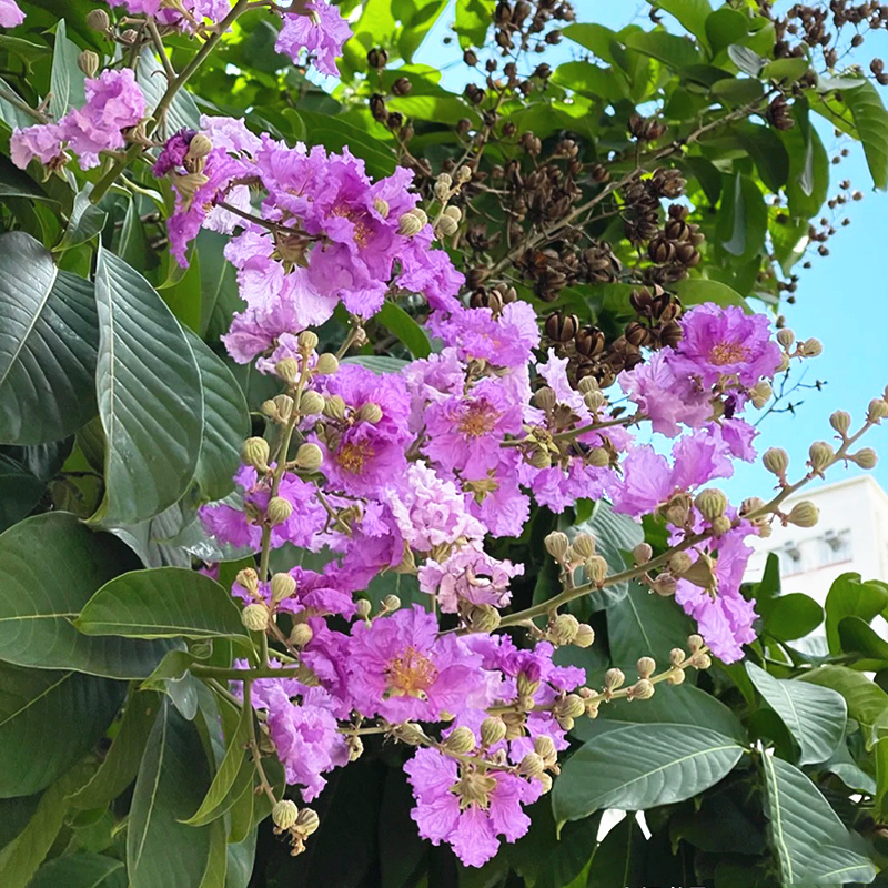 紫薇树苗花盆栽庭院种植红花天鹅绒百日红火箭丛生别墅高档风景树-图3