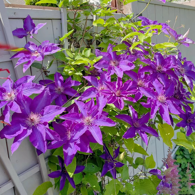 总统铁线莲花苗攀援阳台庭院花卉植物盆栽蓝紫色大花期长丰花藤本 - 图2