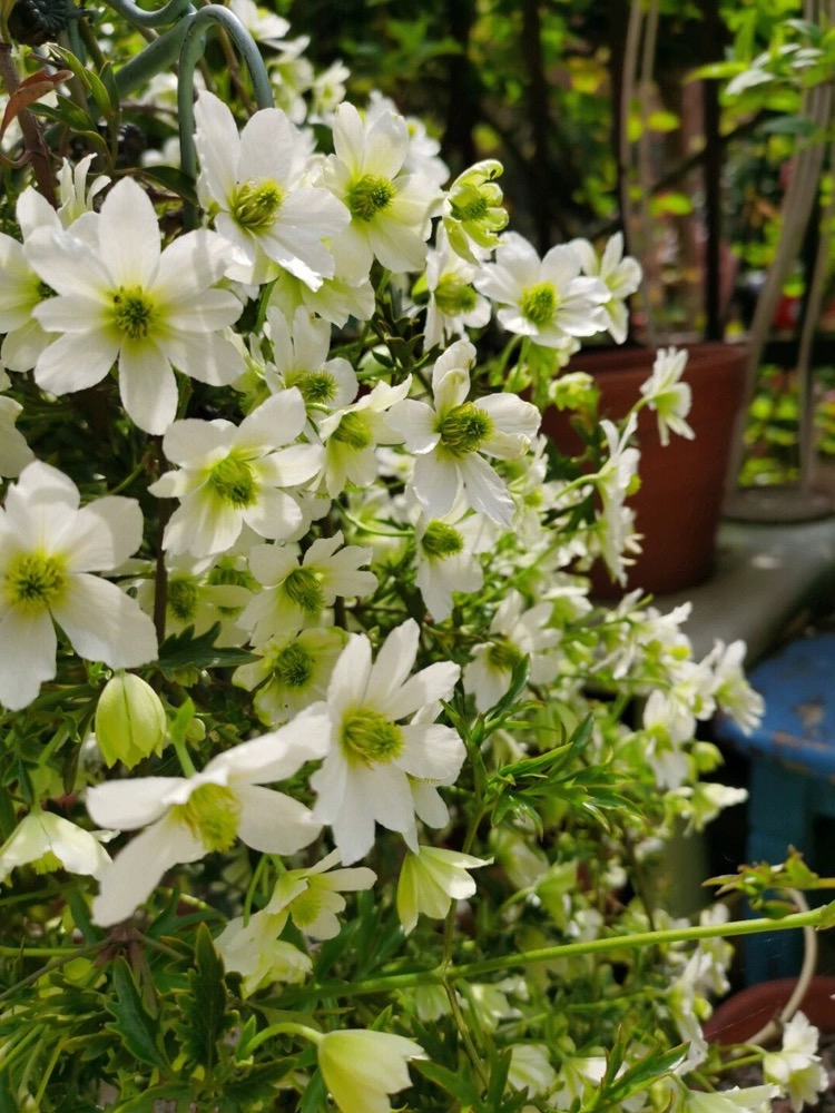 春早知铁线莲花苗盆栽爬藤植物阳台庭院藤本植物多年生花卉多季花 - 图2