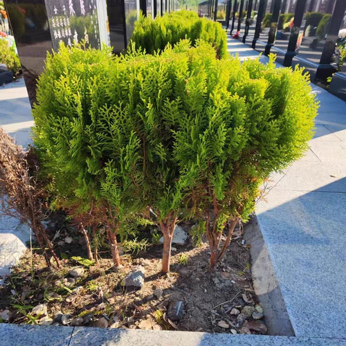 松柏球型黄金柏 洒金柏树苗 松柏树 塔柏龙柏松柏苗 耐寒地栽柏树 - 图1