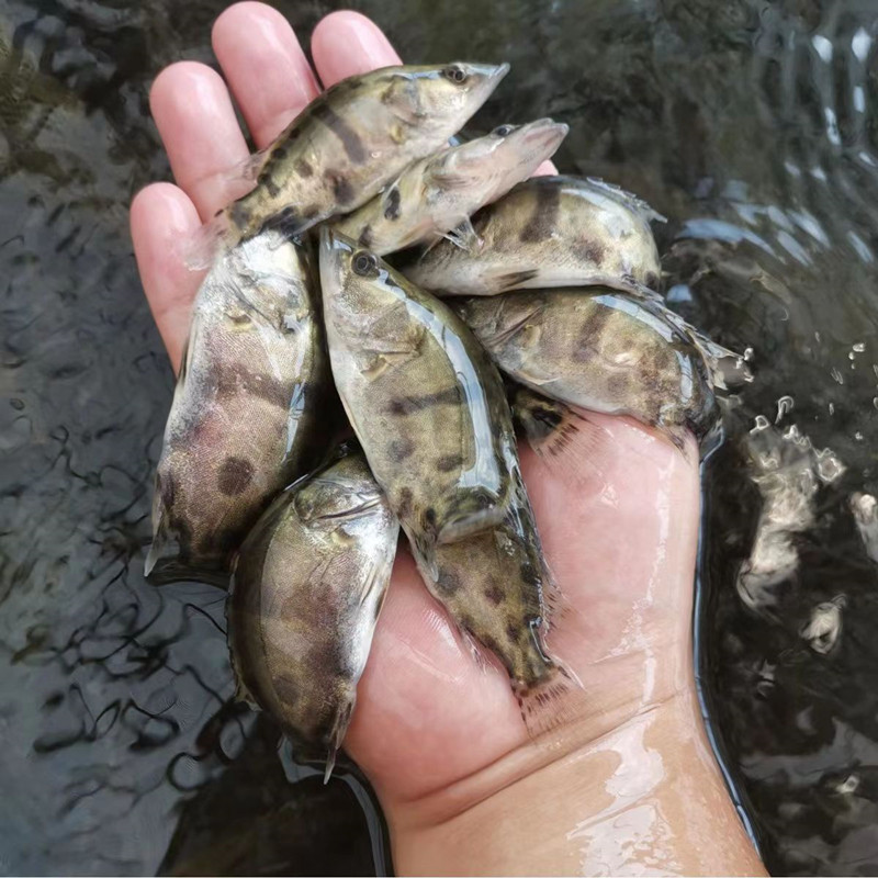 桂鱼苗鳜鱼苗桂花鱼翘嘴鳜凶猛肉食鱼种鳌花鱼斑鳜淡水养殖季花鱼-图1