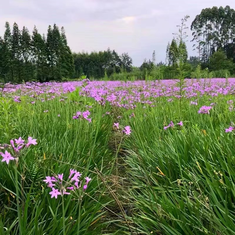 紫娇花苗盆栽 耐热抗病多年生 公园阳台庭院花卉花期长易成活植物 - 图1