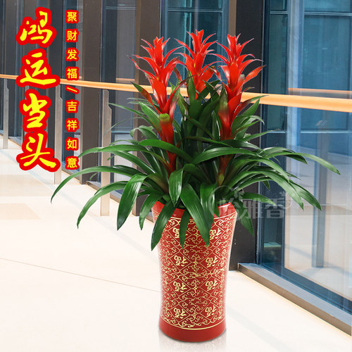 怡雅香红星鸿运当头盆栽花卉办公室送礼植物阳台否防辐射净化空气 - 图1
