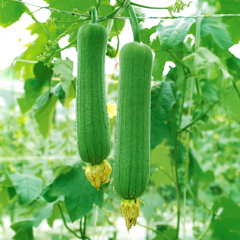 苦瓜种子长肉丝瓜苹果苦瓜瓠瓜砍瓜小癞瓜阳台盆栽农科院蔬菜籽孑,淘宝优惠券,粉丝福利购,淘宝优惠卷