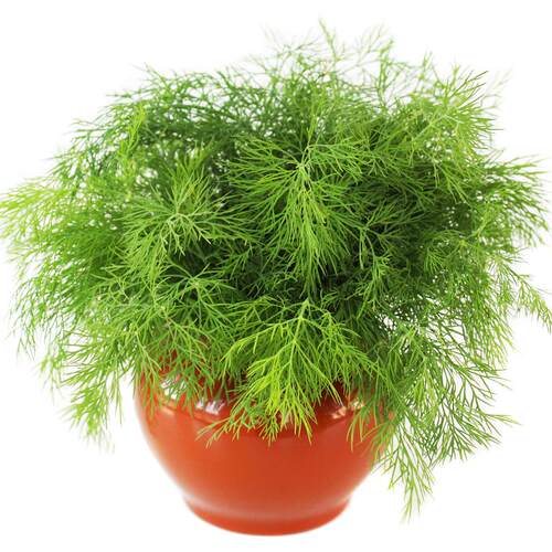 薄荷种子荆芥香草罗勒紫苏小茴香芹香菜香椿四季阳台盆栽室内蔬菜 - 图3