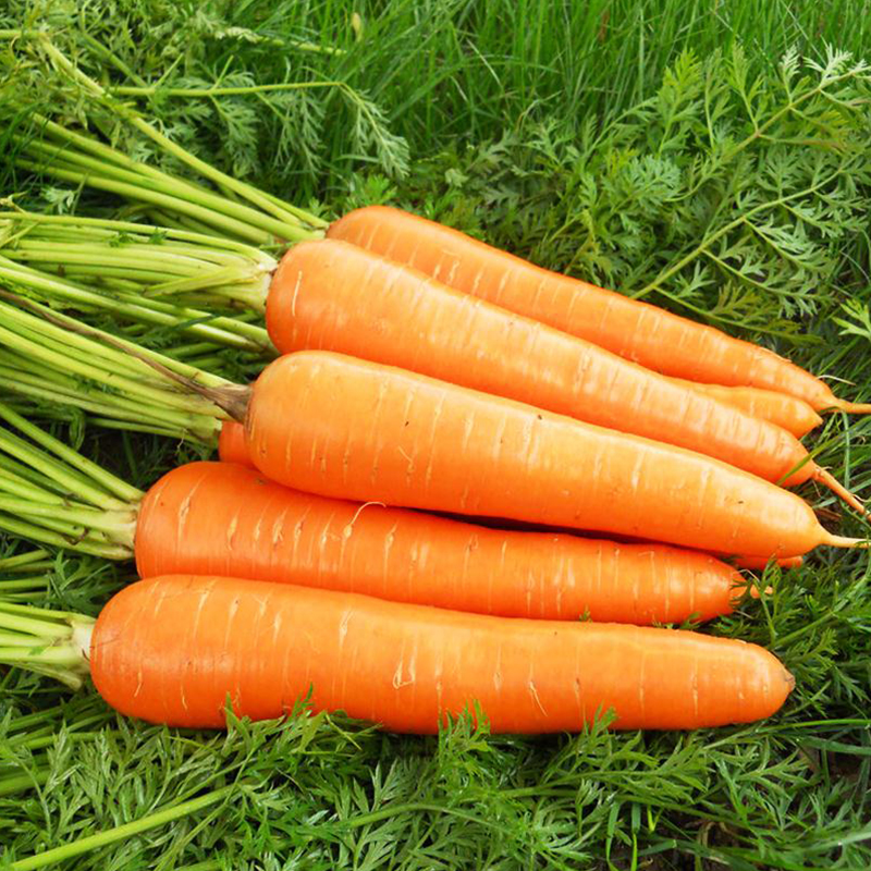 京研萝卜种子胡萝卜水果沙窝萝卜心里美欧防白萝卜农科院蔬菜种籽,淘宝优惠券,粉丝福利购,淘宝优惠卷