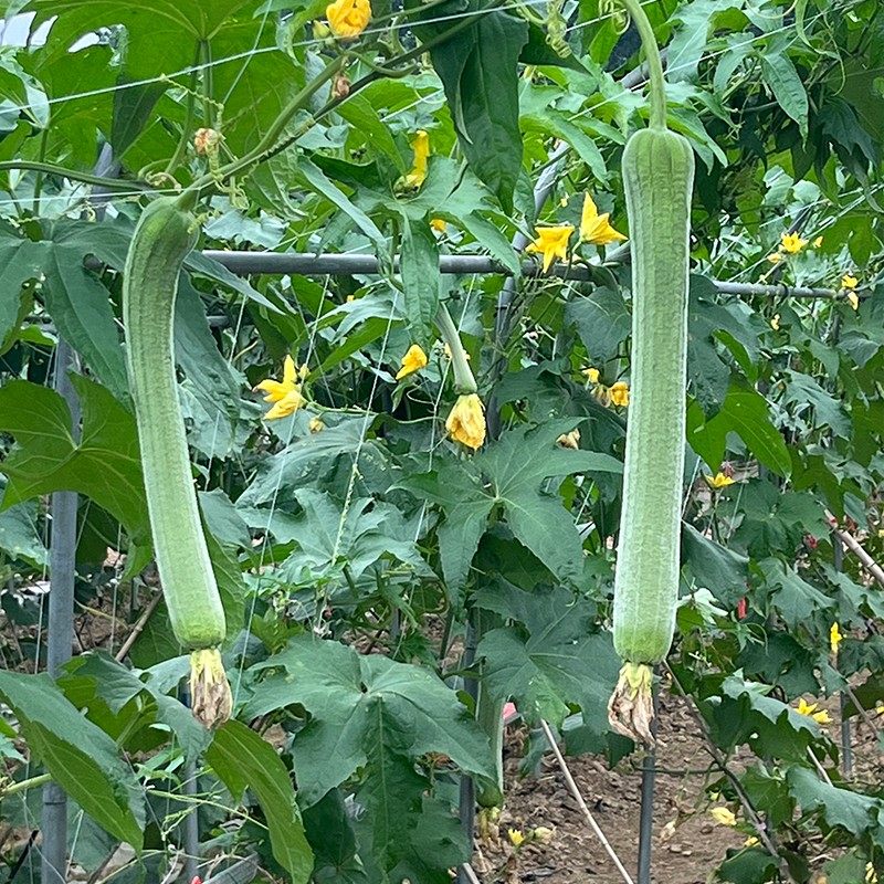 农科院南瓜种子嫩南瓜贝贝南瓜蜜本南瓜观赏玩具南瓜易种蔬菜籽孑,淘宝优惠券,粉丝福利购,淘宝优惠卷