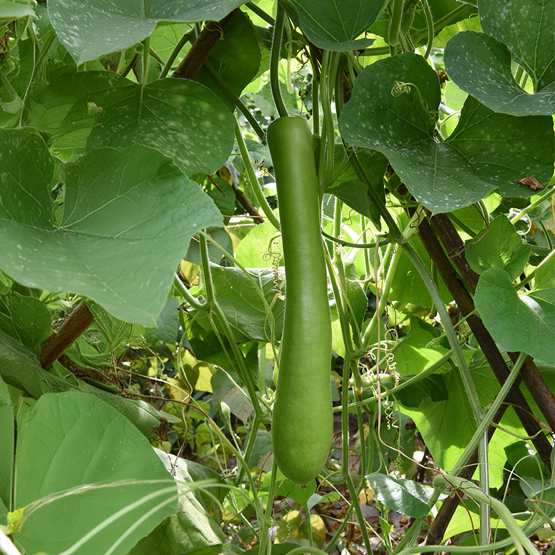 苦瓜种子长肉丝瓜苹果苦瓜瓠瓜砍瓜小癞瓜阳台盆栽农科院蔬菜籽孑,淘宝优惠券,粉丝福利购,淘宝优惠卷