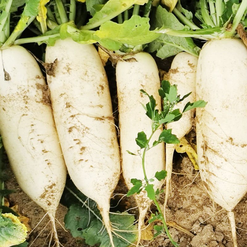 京研萝卜种子胡萝卜水果沙窝萝卜心里美欧防白萝卜农科院蔬菜种籽,淘宝优惠券,粉丝福利购,淘宝优惠卷