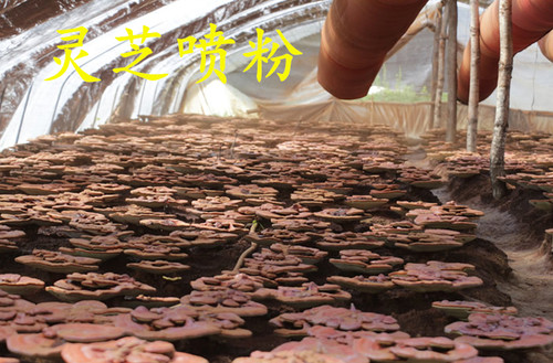 吉林灵芝孢子粉2026年新粉东北吉林散装灵芝孢子粉500克顺丰包邮 - 图1