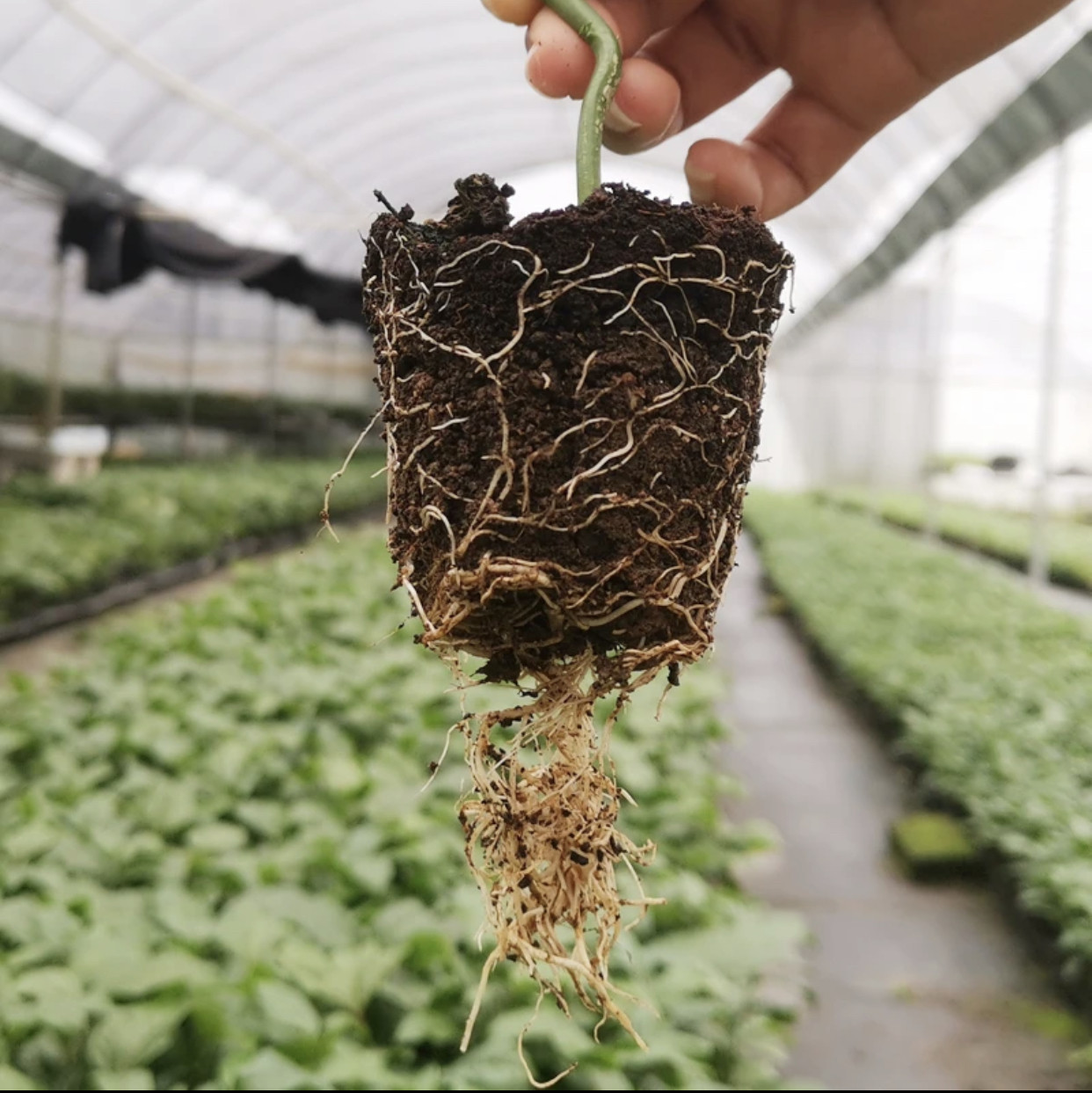 纯甜新品种黄金9号百香果树苗嫁接苗四季爬藤结果大苗阳台盆栽,淘宝优惠券,粉丝福利购,淘宝优惠卷