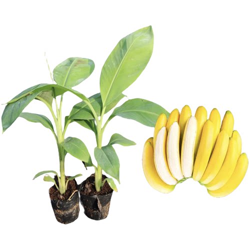 矮化香蕉树苗芭蕉粉蕉苹果蕉小米蕉红美人当年结果盆栽地栽带土 - 图3