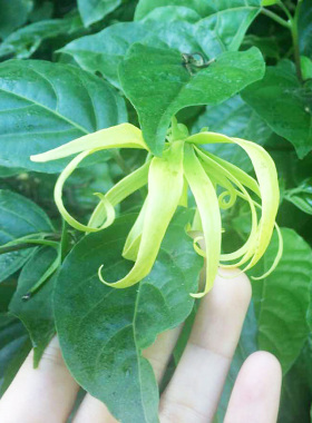 依兰晚间舒缓精油有助于放松涂抹式纯植物萃取