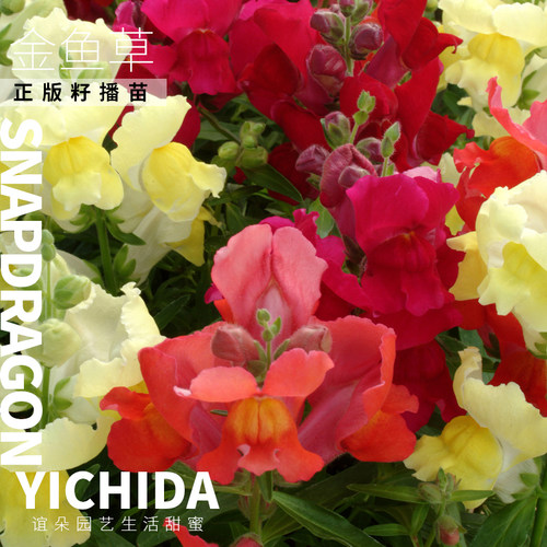 YICHIDA正版籽播金鱼草苗穴盘小苗盆栽地栽花苗耐寒锦绣 - 图2