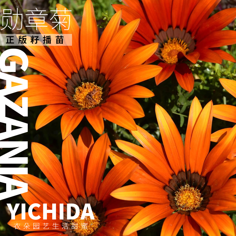 YICHIDA正版进口籽播勋章菊苗穴盘小苗多年生耐热新日笑吻菊花-图2