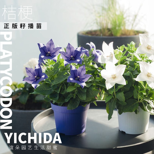 YICHIDA正版籽播桔梗花苗穴盘小苗耐热耐寒包子花包袱花星星花 - 图2