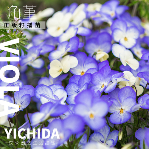 YICHIDA角堇正版进口籽播迷你三色堇小苗秋冬春耐寒花苗古风花力 - 图1