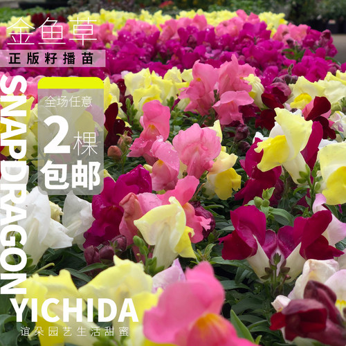 YICHIDA正版籽播金鱼草苗穴盘小苗盆栽地栽花苗耐寒锦绣 - 图1